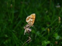 orange butterfly on a flower at dusk