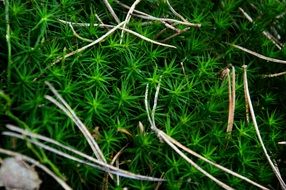 closeup picture of Dry pine tree needles on green grass