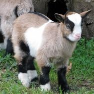 cute little goatling