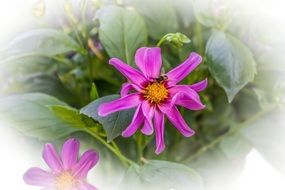 growing beautiful pink in nature