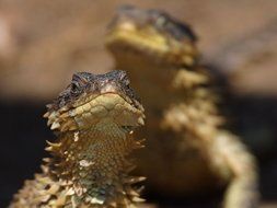 lizard reptile iguana dragon fauna