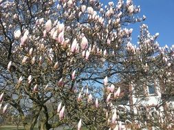 Magnolia flowers blossom on a sunny day
