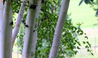 himalayan birch with white bark and green leaves