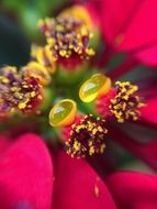 bright flower with unusual pistils close-up