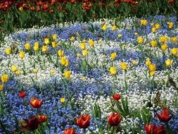 lower meadow with tulips in the garden
