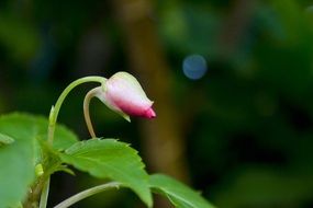 beauty of a little flower