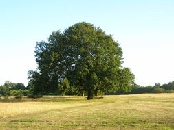 green tree in the park under the sun