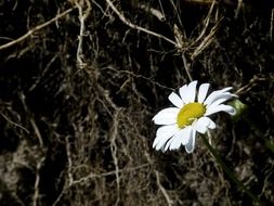 lonely daisy flower in the meadow