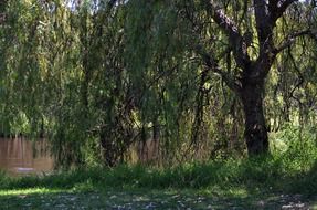 hanging tree landscape