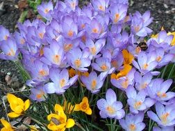 cute little crocus flowers in the garden