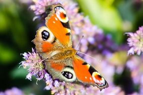 colorful butterfly on flowers closeup