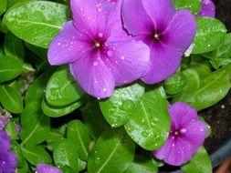 periwinkle flower with dew closeup