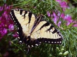 filigreed butterfly on the garden bush