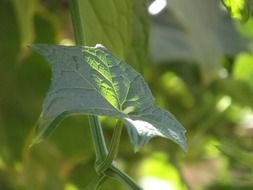 green chayote leaf