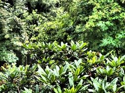 plants with green foliage in the bright sun