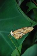 butterfly Julian long-winged on a green leaf