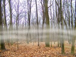 Autumn forest in the mist