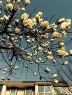 Magnolia near the house