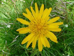 yellow summer had salsify