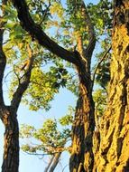 foliage in the bright sun