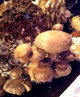 closeup photo of Brown mushrooms in nature