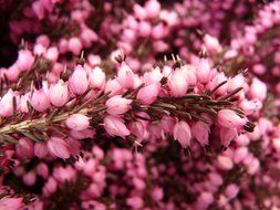 purple flowers heather