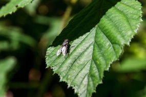 Close-up of the black fly on the green leaf