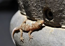 gecko on rocky stone