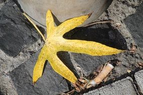 yellow leaf on the black asphalt