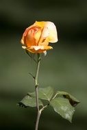 rose orange flower