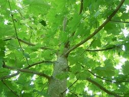 maple with bright green leaves