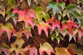 Colorful carved colorful leaves in autumn