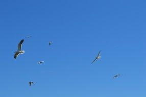 seagulls fly birds in blue sky