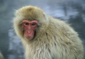 Japanese monkey in the snow
