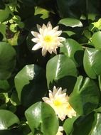two white lilies in an overgrown pond