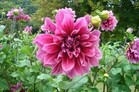 Picture of pink flowers in a garden