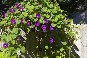 morning glory plant with purple flowers