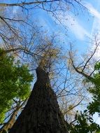 Bottom view of the high tree with colorful foliage in a natural forest