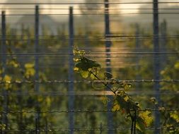 Landscape of the vineyard