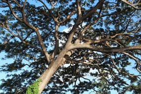 branches of a powerful tree