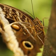 butterfly insects macro