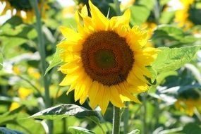yellow sunflowers in the sunlight