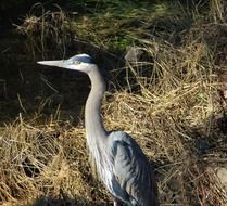 Colorful heron stands on dry grass under the light