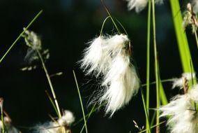 cottongrass or enophorum