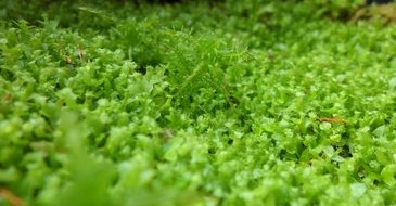 moss green plant