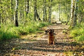 dog on a birch alley