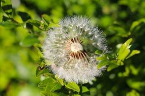 dandelion seeds on a green background