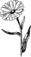 garden flowert drawing