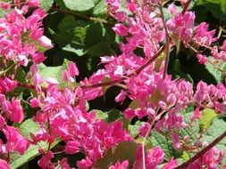 bush of coral vine