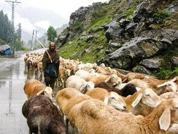 walking pasture of sheeps on a road